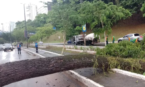 
				
					Chuva causa alagamentos, ventos fortes e derruba árvore em Salvador
				
				