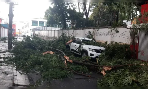 
				
					Chuvas e quedas de árvores causam interdições de trânsito em Salvador
				
				