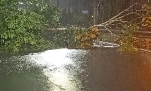 
				
					Deslizamentos e árvores caídas: chuva causa transtornos em Salvador
				
				