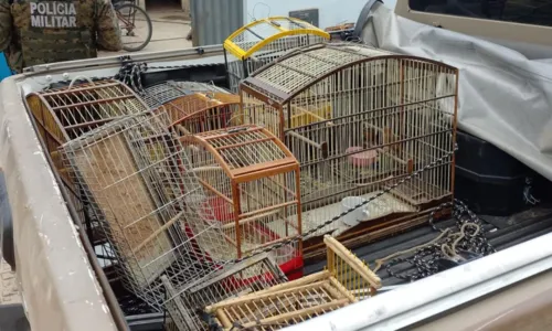 
				
					Dois homens são presos com animais silvestres, drogas e armas na Bahia
				
				