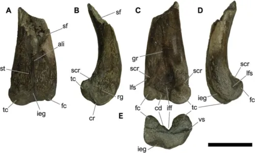 
				
					Espécie de dinossauro que viveu na Bahia é batizada de 'Tieta'
				
				