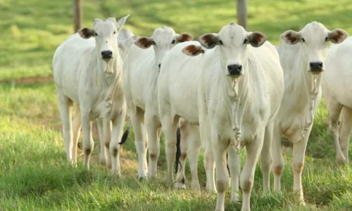 
				
					Febre Aftosa: campanha de vacinação na Bahia começa dia 1º de abril
				
				