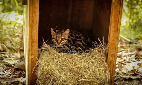 
				
					Felino quase ameaçado de extinção é solto em reserva ambiental na BA
				
				