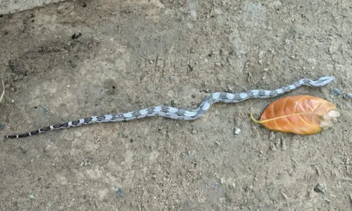 
				
					Filhote de jiboia é resgatado no bairro do Cabula
				
				