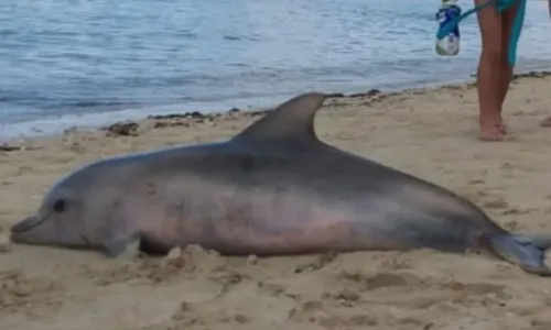 
				
					Golfinho é encontrado morto na praia de Tubarão em Salvador
				
				