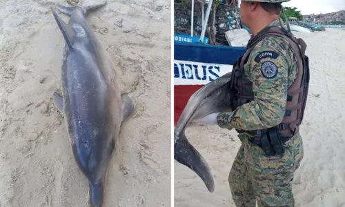 
				
					Golfinho é encontrado morto na praia de Tubarão em Salvador
				
				