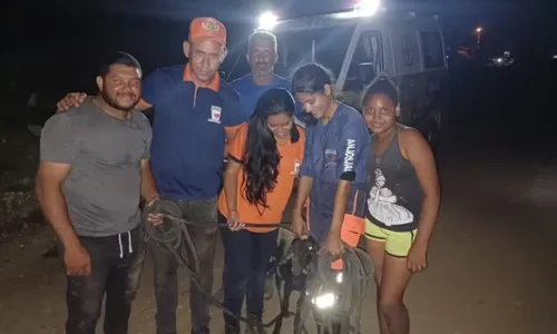 
				
					Golfinho é encontrado morto na praia de Tubarão em Salvador
				
				