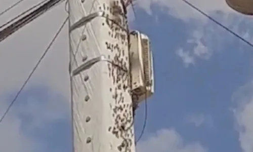 
				
					Homem é internado na UTI após ser atacado por abelhas na Bahia
				
				