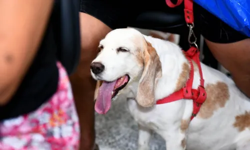 
				
					Hospital Público Veterinário atende mais de 160 animais no 1º dia
				
				