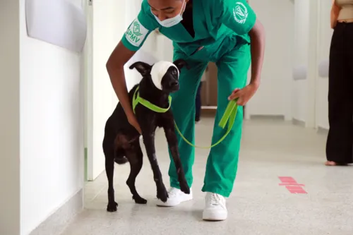 
				
					Hospital Veterinário registra 1,1 mil atendimentos; veja serviços
				
				