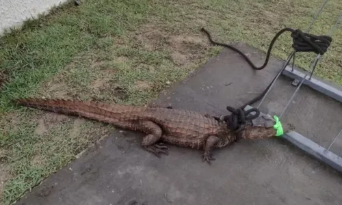 
				
					Inema recebe animais silvestres resgatados durante as chuvas na Bahia
				
				