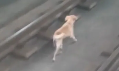 
				
					Invasões de cachorros já pararam o metrô de Salvador 4 vezes neste ano
				
				