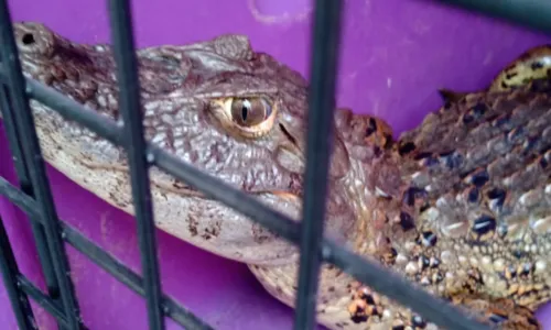 
				
					Jacaré de mais de 1 metro é resgatado em piscina de casa em Jequié
				
				