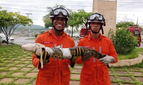 
				
					Jacaré de mais de 1 metro é resgatado em piscina de casa em Jequié
				
				