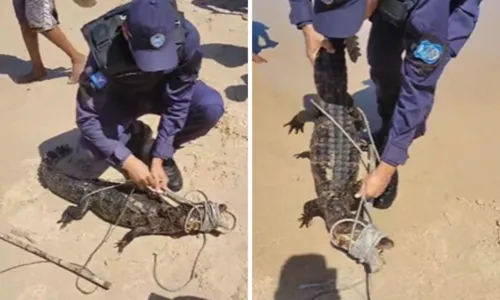 
				
					Jacaré resgatado na praia da Pituba é devolvido à natureza
				
				