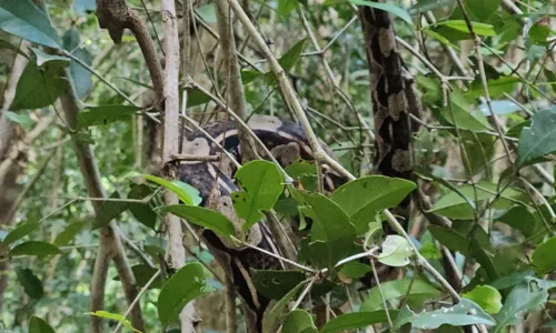 
				
					Jacaré resgatado na praia da Pituba é devolvido à natureza
				
				