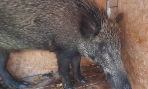 
				
					Javali-europeu é resgatado em cidade do extremo sul da Bahia
				
				