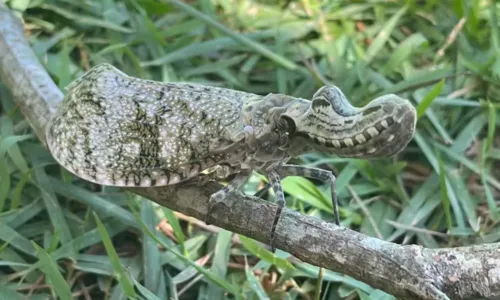 
				
					Jequitiranaboia: bicho voador com cara de jacaré quase infarta morador
				
				