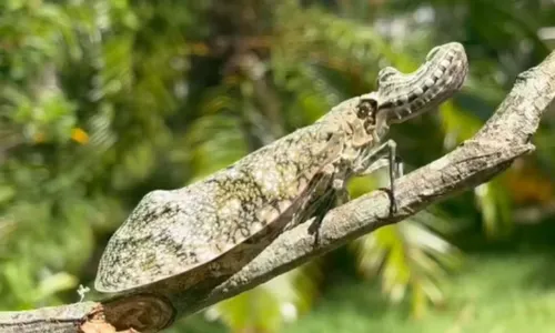 
				
					Jequitiranaboia: bicho voador com cara de jacaré quase infarta morador
				
				