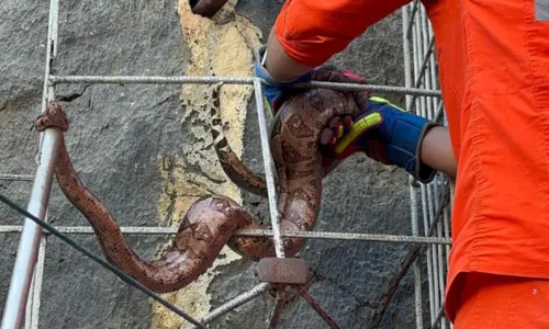 
				
					Jiboia é resgatada após ser encontrada em quintal de casa na Bahia
				
				