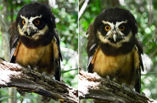 
				
					Lendária coruja-murucututu é reintegrada à natureza na Bahia
				
				