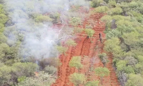 
				
					Mais de três mil pés de maconha são destruídos em plantação na BA
				
				