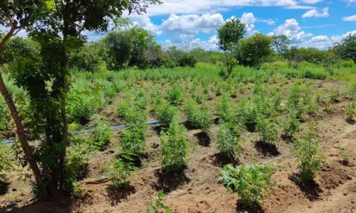 
				
					Mais de três mil pés de maconha são destruídos em plantação na BA
				
				