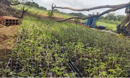 
				
					Mil pés de maconha são destruídos pela polícia no norte da Bahia
				
				