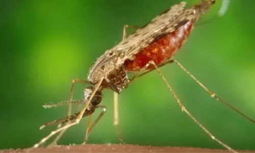
				
					Morte por malária é registrada na Bahia
				
				