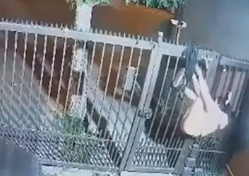 
				
					Mulher acaba pendurada seminua em portão em tentativa de furto; vídeo
				
				