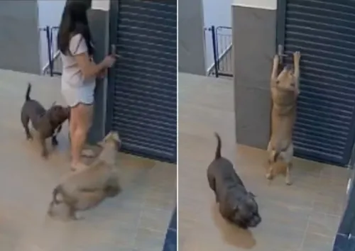 
				
					Mulher é trancada em casa por cachorro e tem que faltar trabalho; veja
				
				