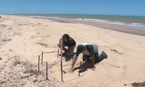 
				
					Ninhos de tartarugas na Bahia são monitorados após roubos de ovos
				
				