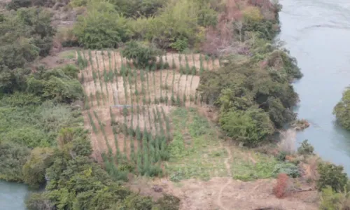 
				
					Operação encontra mais de 35 mil pés de maconha em ilha na Bahia
				
				