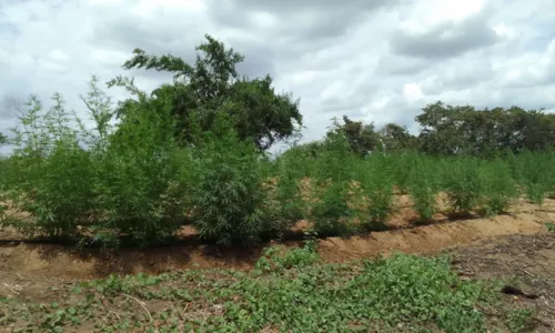 
				
					Operação encontra mais de 35 mil pés de maconha em ilha na Bahia
				
				