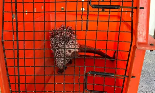 
				
					Porco-espinho é resgatado pelo Corpo de Bombeiros em Senhor do Bonfim
				
				