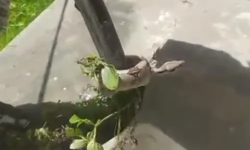 
				
					Quarta cobra é resgatada em escola de Salvador em menos de um mês
				
				