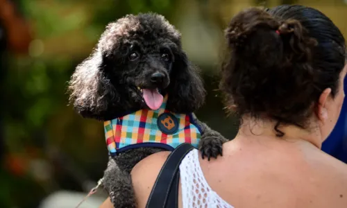 
				
					Saiba como amenizar medo dos pets durante queima de fogos no Ano Novo
				
				