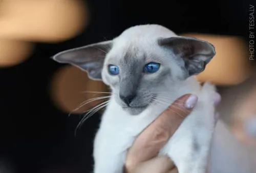 
				
					Salvador recebe 133 gatos para concurso de beleza felina
				
				