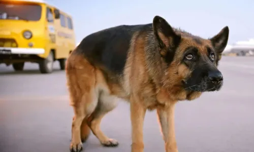 
				
					Sessão da Tarde: veja os filmes da semana da Globo
				
				