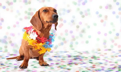 
				
					Shopping na Estrada do Coco promove Bailinho Pet
				
				