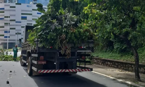 
				
					Trânsito é liberado após árvore ser retirada na Avenida Garibaldi
				
				