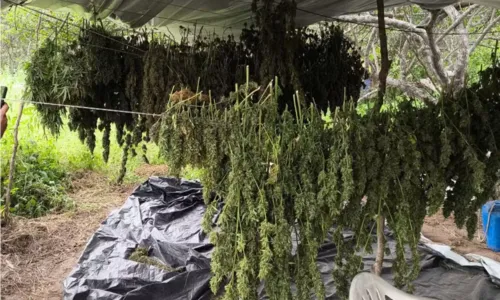 
				
					Três homens são presos com 10 mil pés de maconha no norte da Bahia
				
				