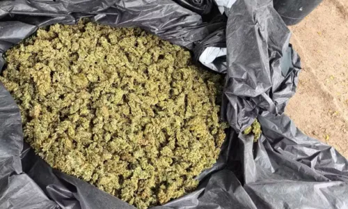 
				
					Três homens são presos com 10 mil pés de maconha no norte da Bahia
				
				