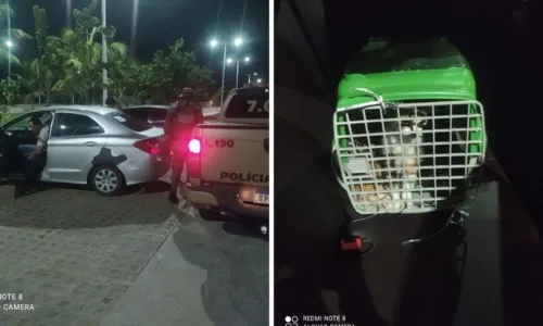 
				
					Três pessoas são detidas em flagrante por abandono de gatos em Piatã
				
				