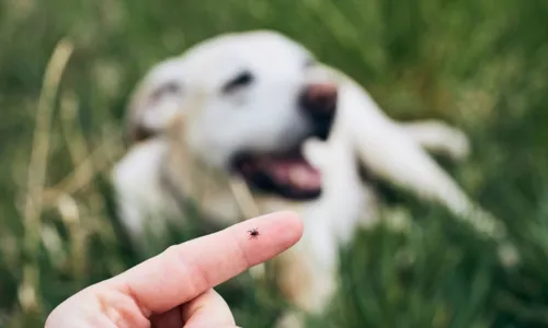 
				
					Universidade de Salvador oferece orientação sobre parasitas em pets
				
				