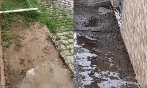 
				
					VÍDEO: centenas de filhotes de sapos são encontrados em bairro baiano
				
				