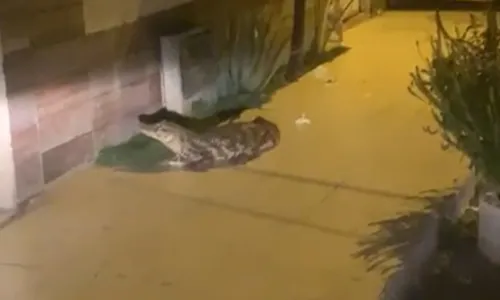 
				
					Vídeo: Jacaré é resgatado após 'passear' em rua de Juazeiro
				
				