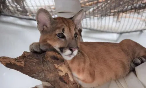 
				
					Zoológico monta esquema para proteger animais durante onda de calor
				
				