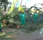 
                  Árvore cai e bloqueia parte do trânsito no centro de Salvador