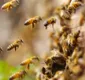
                  Bahia registra mais de 2.600 acidentes com abelhas; veja no Fala Bahia